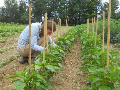Staking Up Adolescent Pepper Plants Ripley Farm Dover Foxcroft Maine