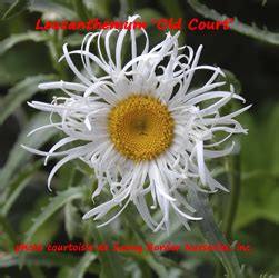 This perennial daisy forms a short. Nouveautés 2014 - Page 16 - Jardins Michel Corbeil
