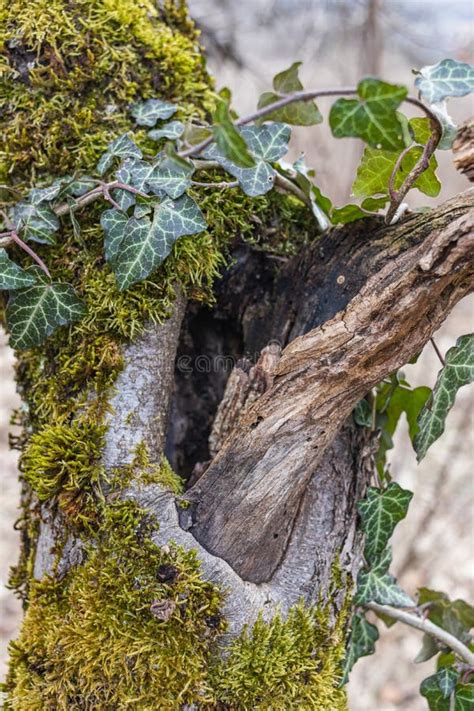 Tree Hollow In The Old Moss Covered Stump Located In A Large Forest