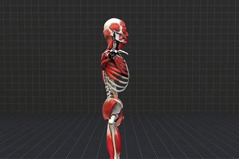 The body's shape is determined by a strong skeleton made of bone and cartilage , surrounded by fat, muscle, connective tissue, organs, and other structures. Total Muscles In The Human Body? / The Muscular System Explained In 6 Minutes - YouTube - Every ...