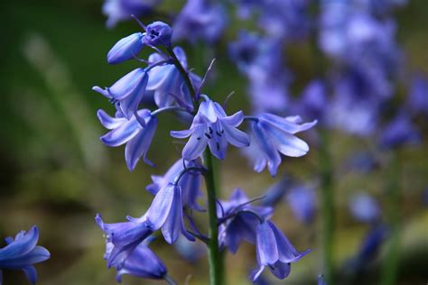 Top 10 Most Beautiful Blue Flowers In The World Arenapile