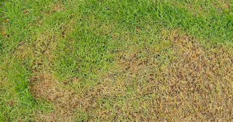 Why is my sod turning yellow? 5 Reasons Why Green Grass Turns Yellow | The Woodsman Tree ...