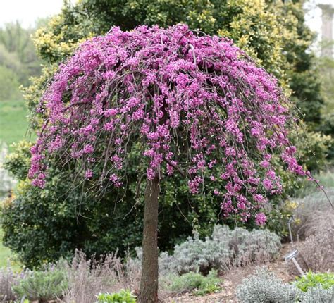 Lavender Twist Redbud 3 In 2020 Ornamental Trees