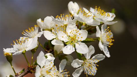 Free Photo Bee Flower Spring Free Image On Pixabay 104628