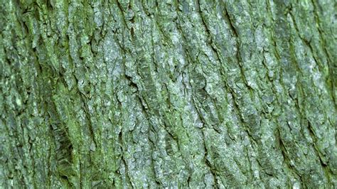 Western Hemlock Tsuga Heterophylla Woodland Trust