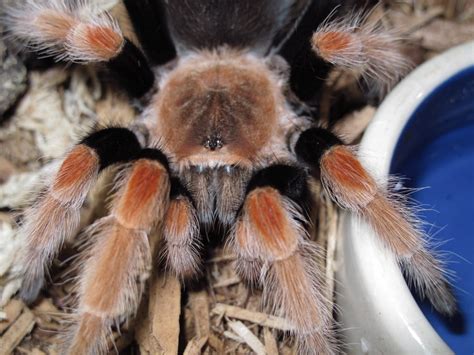 Note that the list is likely to always remain incomplete, since no canonical list of such arrangements exists. Brachypelma boehmei - Twin Cities Reptiles