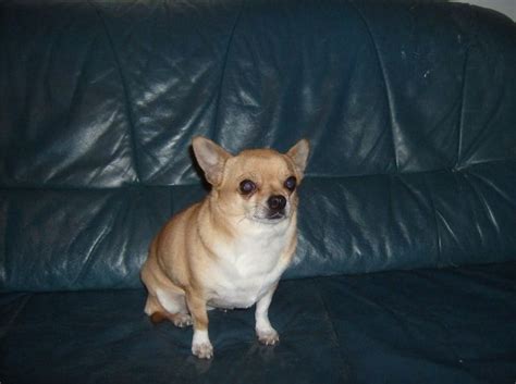 Chihuahua welpe chihuahua welpe r?de in schoko sucht noch sein traumzuhause. Süsse Chihuahua-Hündin sucht liebevolles zuhause | hunde ...