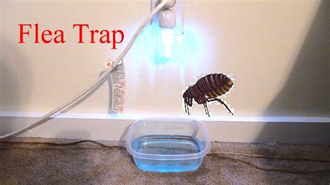How To Get Rid Of Fleas In Your Home Youtube