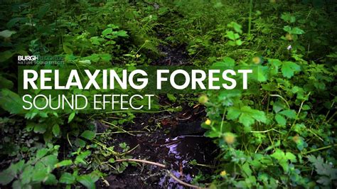 Relaxing Forest Sounds Nature Sounds Royalty Free Sound Effects