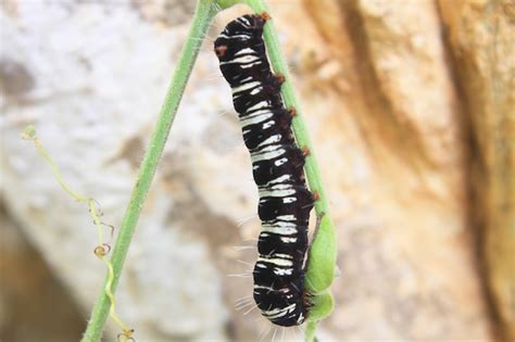 Premium Photo Black Caterpillar