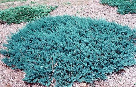 Juniper Blue Chip Ground Cover Plants Trees To Plant Juniper Plant