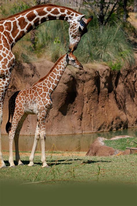 Giraffe Photos Giraffe Birth Live Animal Planet