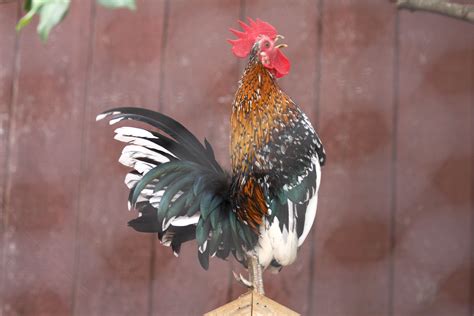 Here's what you need to know. Avise's Birds of the World