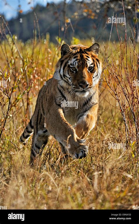 Siberian Tiger Amur Tiger Panthera Tigris Altaica Near Stream Habitat