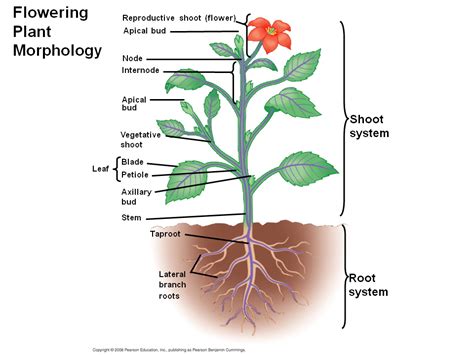 Plant Structure Growth And Development Presentation Biology
