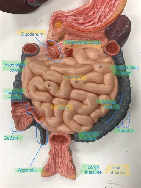 Small And Large Intestine Labeled Anatomy Bones Intestines Anatomy Large Intestine