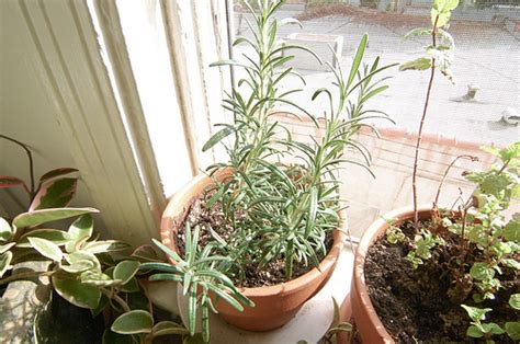 How To Grow Rosemary Indoors
