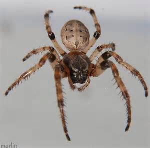Furrow Orb Weaver Spider Larinioides Cornutus Bugguidenet