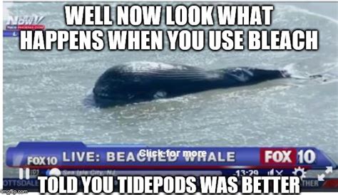 Beached Whale Meme 25 Best Killer Whale Memes