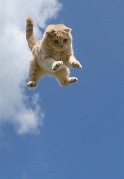 World Jump Day 22 Amazing Cats In Flight Pictures Cattime Cutest