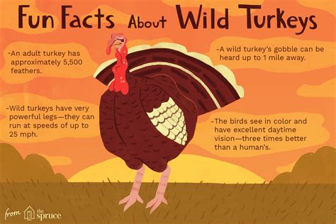 The national thanksgiving turkey presentation is a ceremony that takes place at the white house every year shortly before thanksgiving. Fun Wild Turkey Facts and Trivia
