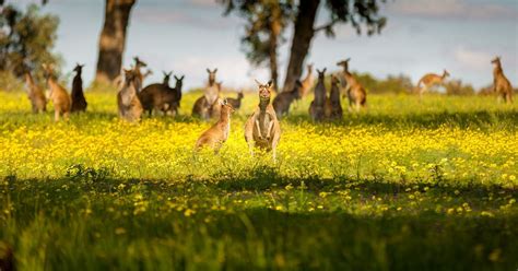 Australian Animal Oddities The Nature Conservancy Australia