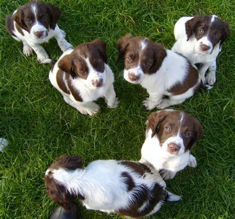 English Springer Spaniel Puppies For Sale | Montgomery, AL #141587