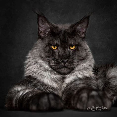 Pet breeder in budapest, hungary. Maine Coon Cat For Sale Price - Baby Kitten Wont Eat