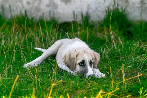 How Do Dogs Get Parvo Symptoms Treatment And Prevention Of Cpv
