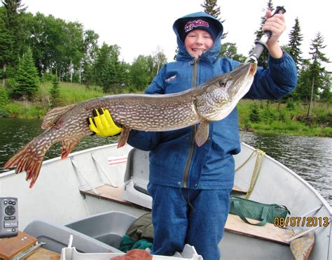 Bow Narrows Camp Blog On Red Lake Ontario Yowser Thats A Big Fish