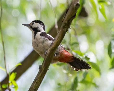 Syrian Woodpecker Facts Diet Habitat And Pictures On Animaliabio