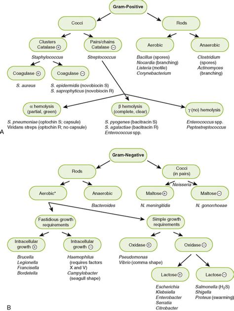 Gram Negative Bacteria Classification