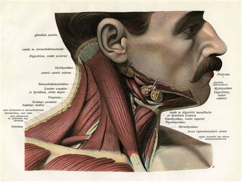 Sternocleidomastoid Neck Muscle Function