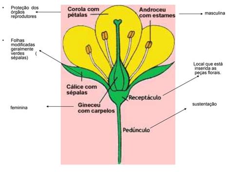 Morfologia Das Plantas Sem Flor