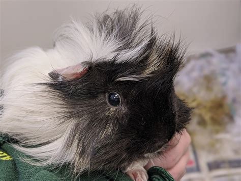 Rehoming A Guinea Pig The Process Animals In Distress Devon