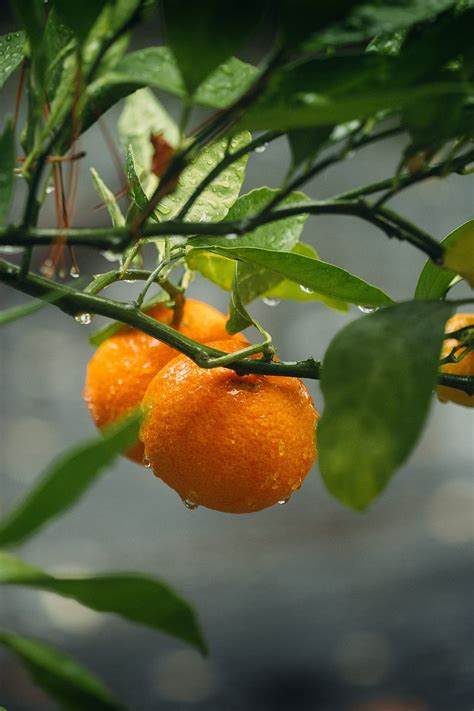 Oranges Fruit Branches Plant Wet Orange Hd Phone Wallpaper Peakpx