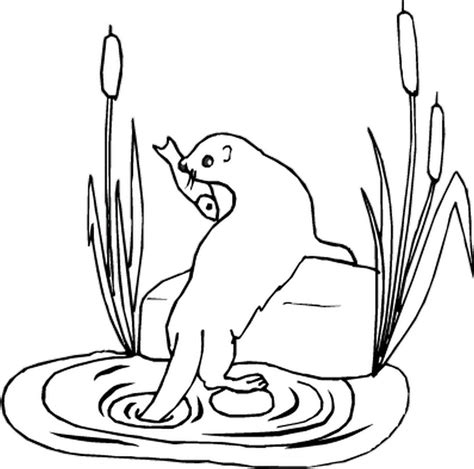 Otter Coloring Pages Otters River Printable Drawing Kids Color Line