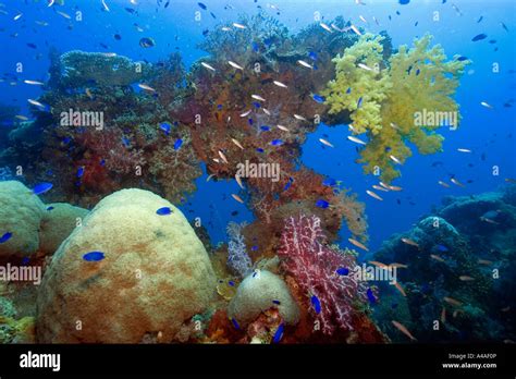 Large Diversity Of Soft And Hard Corals Growing Over The External Structure Of The Shinkoku Maru