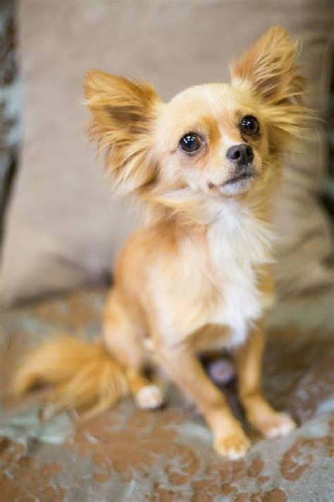 Merle chi puppies, for example, tend to be a bit pricier. Long haired chihuahua rescue | Dogs, breeds and everything ...