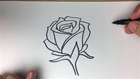 Pasos Para Dibujar Una Rosa Como Dibujar Una Rosa Paso A Paso