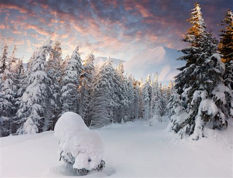 Winter Trees Mountains Forest Snow Snowdrifts
