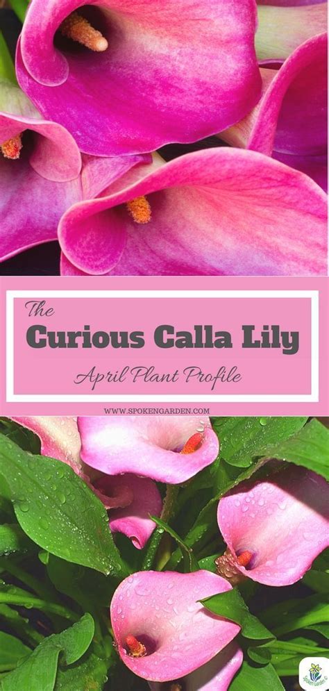 Calla Lily A Gardener S Guide And Plant Profile Spoken Garden Calla Lily Calla Lily Plants