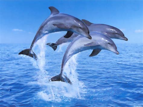 50 Moving Dolphin Wallpaper
