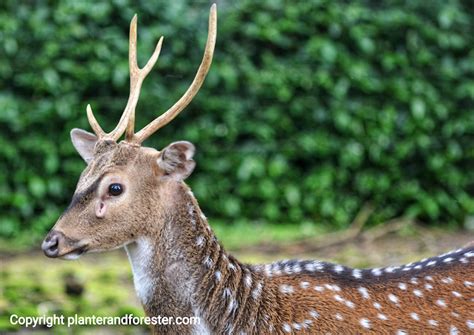 Rusa Tutul, Chital, Axis axis