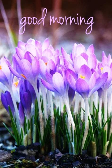 25 Spring Good Morning Wishes