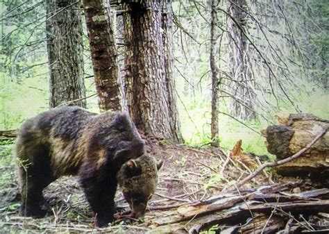 Idaho Officials Want Grizzly Bears To Be Removed From Endangered