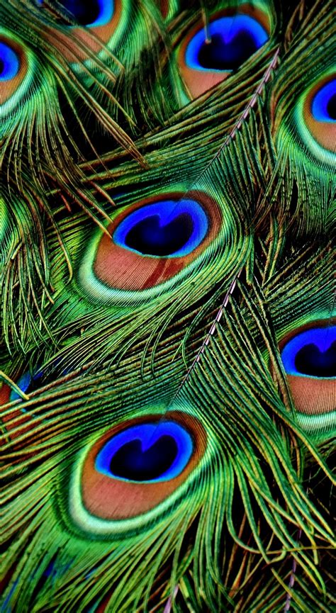 Peacock Feather Wallpaper Hd For Laptop Peacock Android Phone Wallpapers Enterisise