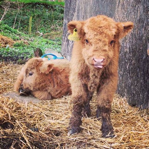 Cute Highland Cows That Will Definitely Melt Your Heart Scotland Now