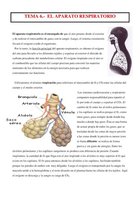 Calaméo Tema 6 Sistema Respiratorio