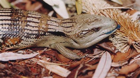 Think You Were Born Smart Anu Research Shows That Blue Tongue Lizards